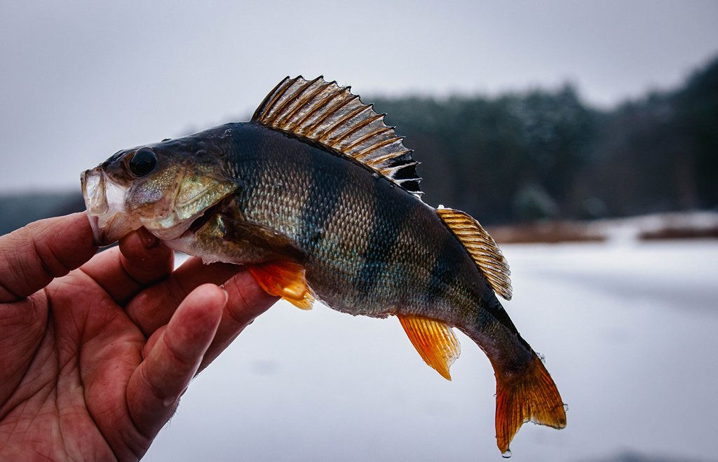 Ловля окуня в глухозимье 00007.JPG